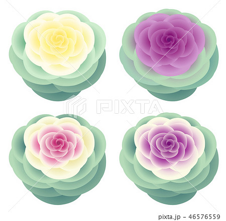 葉牡丹 ハボタン 白背景のイラスト素材