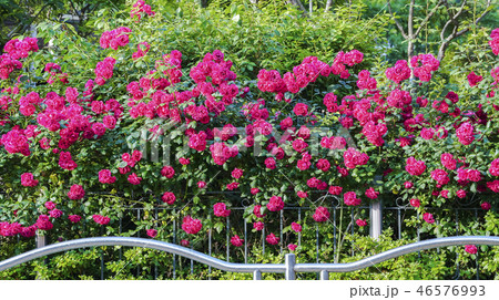 バラの花 桝ャ 仁川 46576993