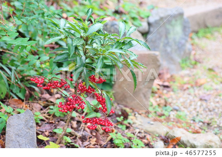 万両の実 46577255