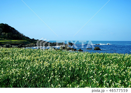 越前海岸 水仙 越前海岸 水仙 46577559