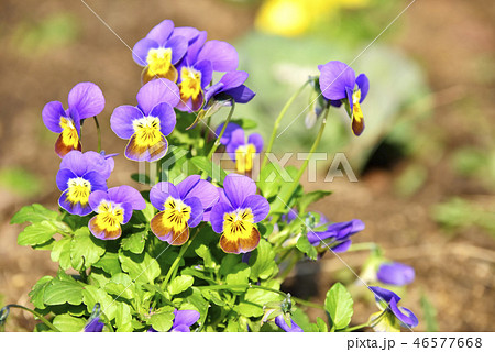 パンジーの花 46577668