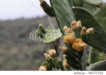 Fruit Flowers Of A Prickly Pear Cactus Fruit Flowers Of A Prickly Pear Cactus 46577742