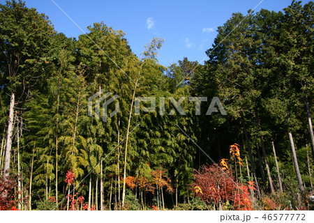 秋 笠間市友部の景色 秋 笠間市友部の景色 46577772