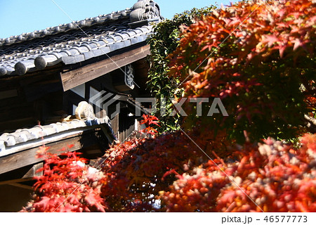 秋 笠間市友部の景色 秋 笠間市友部の景色 46577773
