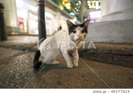 タイ　バンコク　夜のシーロム通りの猫 46577824
