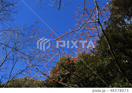 晩秋の風景(イイギリの実と青空) 晩秋の風景(イイギリの実と青空) 46578073