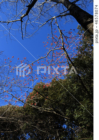 晩秋の風景(イイギリの実と青空) 晩秋の風景(イイギリの実と青空) 46578074