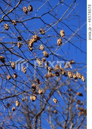 晩秋の風景（サワシバ実と青空） 46578078
