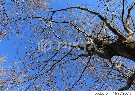 晩秋の風景（サワシバ実と青空） 46578079