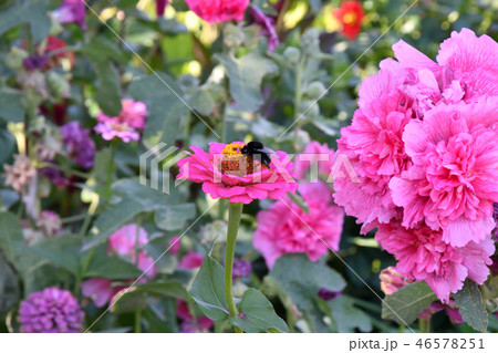 Malva Flower Pink Malva Flower Pink 46578251