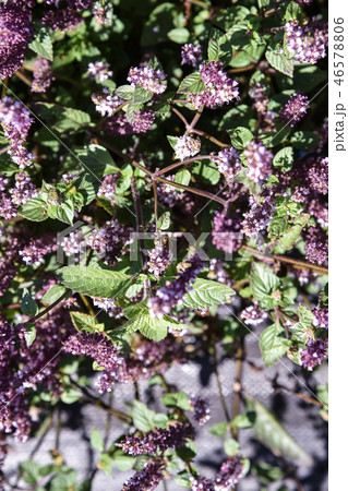 背景 バックグラウンド バックグランド 46578806