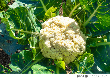 カリフラワー 46579397