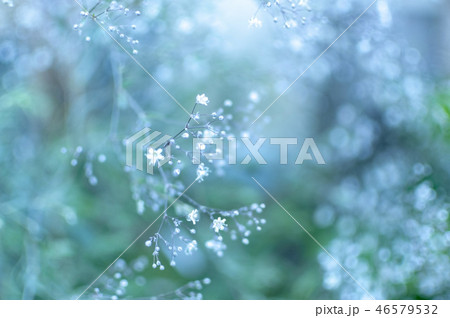 かすみ草 02 46579532