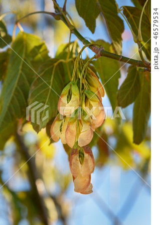 Branch of maple with seeds 46579534