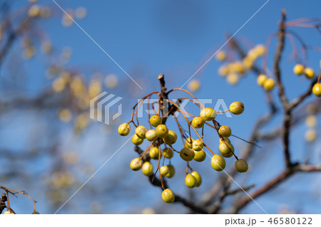 センダンの実 センダンの実 46580122