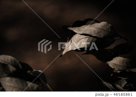 枯れ葉 46580861