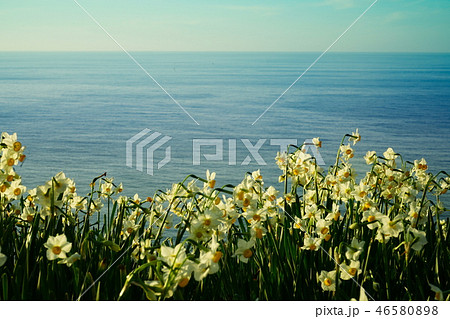 越前海岸 水仙 越前海岸 水仙 46580898