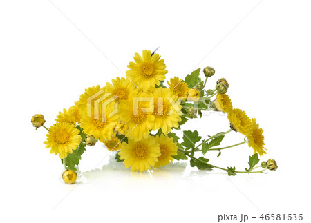 Chrysanthemum isolated on a white background 46581636