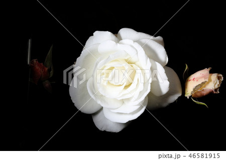白い薔薇_アイスバーグ 白い薔薇_アイスバーグ 46581915