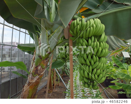 バナナ_国産 46582246