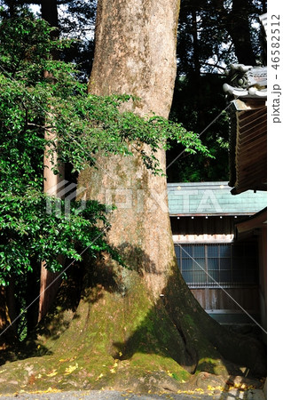水屋神社の楠 水屋神社の楠 46582512