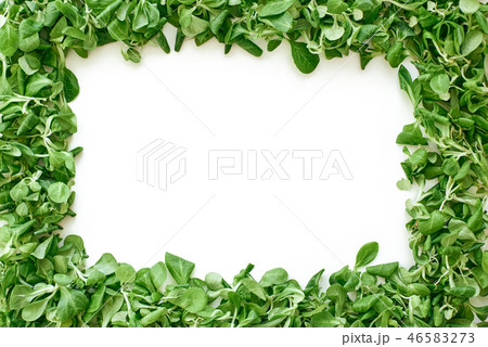 Green square from spinach leaves, isolated. Love healthy food Green square from spinach leaves, isolated. Love healthy food 46583273