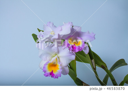 カトレア 蘭 ラン 46583870