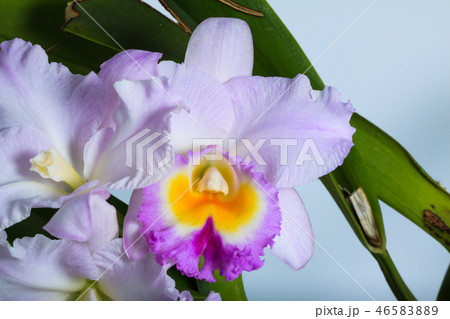 カトレア 蘭 ラン 46583889