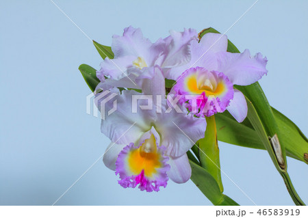 カトレア 蘭 ラン 46583919