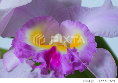 カトレア 蘭 ラン 46583924