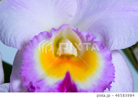 カトレア 蘭 ラン 46583984