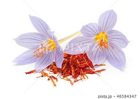 Saffron with crocus flowers Saffron with crocus flowers 46584347