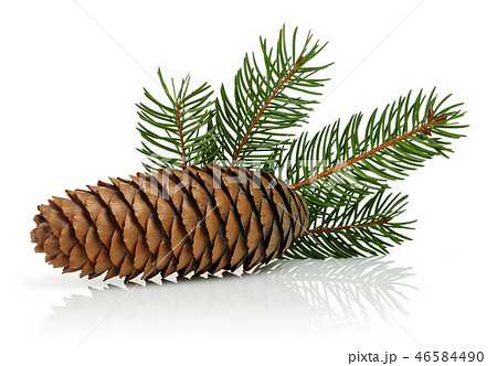 Brown pine cone with green leaves Brown pine cone with green leaves 46584490