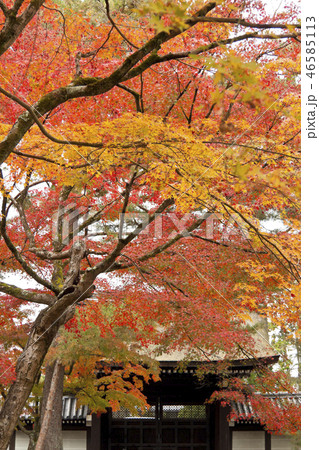 京都 南禅寺 紅葉 京都 南禅寺 紅葉 46585113