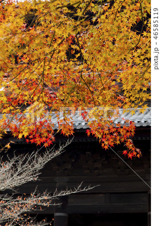 京都　南禅寺　紅葉 46585119