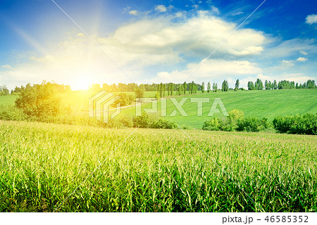 Green corn field and bright sunrise 46585352
