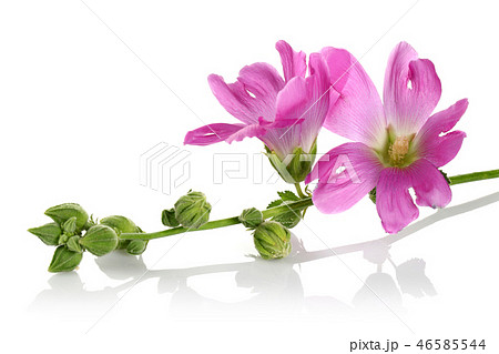 Alcea rosea, pink hollyhock Alcea rosea, pink hollyhock 46585544