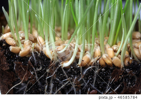 Growth wheat Growth wheat 46585784