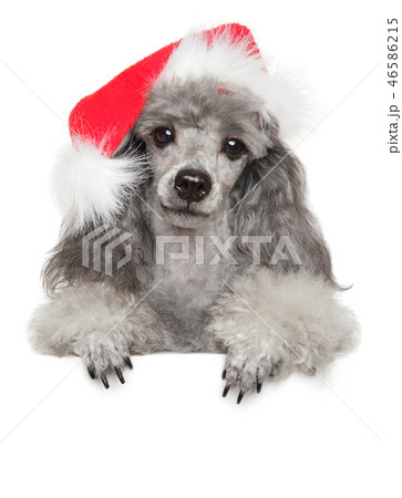 Poodle puppy in Santa red hat above banner Poodle puppy in Santa red hat above banner 46586215