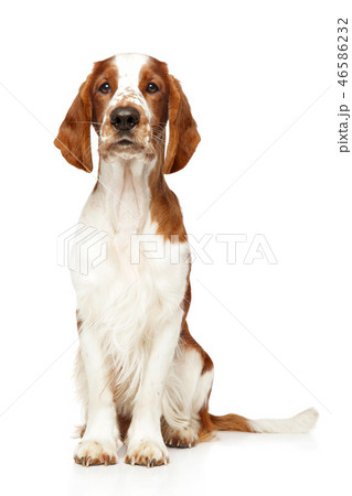 Welsh Springer Spaniel on white background 46586232