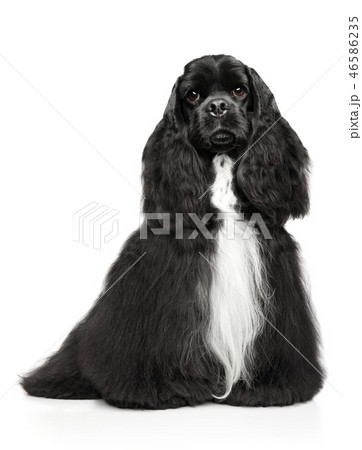 American Cocker Spaniel American Cocker Spaniel 46586235