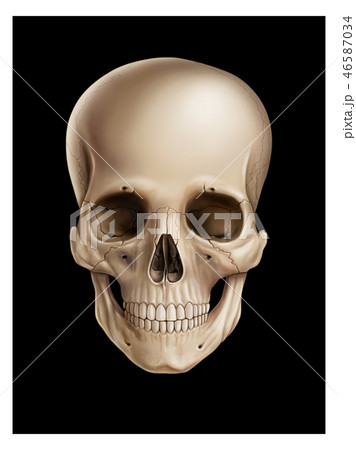 Human skull illustration 46587034