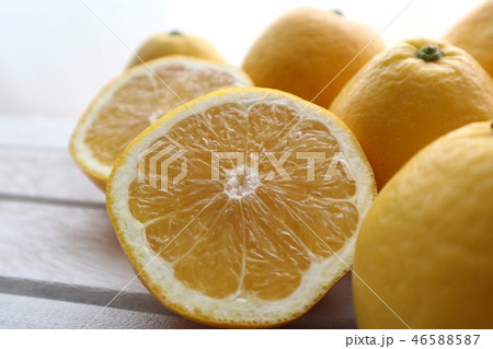 河内晩柑 46588587