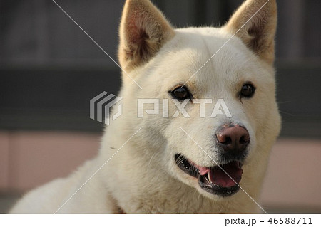 雪甲斐犬の写真素材