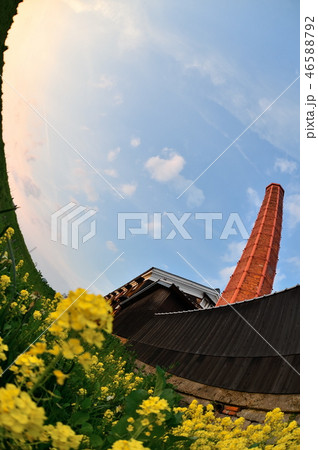 松本酒造と菜の花 46588792
