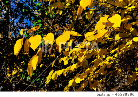 紅葉　黄葉 46589596