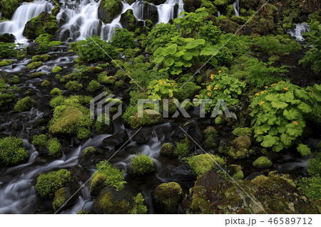 湧水とエゾノリュウキンカ 46589712
