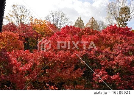 紅葉・黄葉・褐葉 紅葉・黄葉・褐葉 46589921