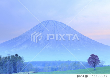 牧野の一本桜と羊蹄山 46590035