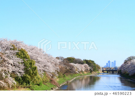 五条川周辺の桜 46590223